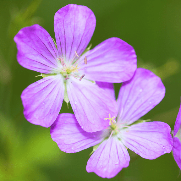 Pack 5 Wild Weigela Roots Live, Dormant Purple Flowers, Geranium Maculatum Bareroot Systems