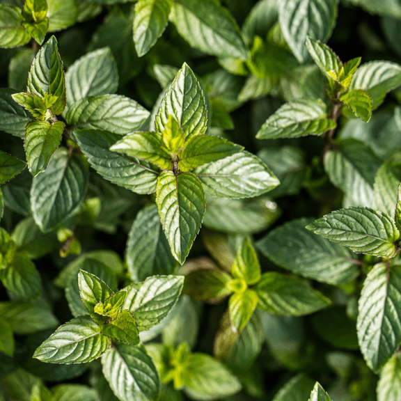 Pack 6 Chocolate Mint Plants Live, Culinary Herb Plants, 4-6 Inch Tall, No Pot, Mint Live Well-Rooted