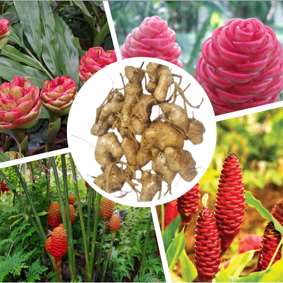 Pack 6 Ginger Shampoo Live Rhizomes, Pinecone Ginger Awapuhi Shampoo Ginger Roots for Planting, Zingiber Zerumbet Well Rooted