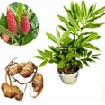 thumbnail image 1 of Pack 8 Hawaiian Awapuhi Shampoo Ginger Rhizomes Pinecone Ginger Red Ginger Lily Bulbs, Grow Indoor or Outdoor, 1 of 6