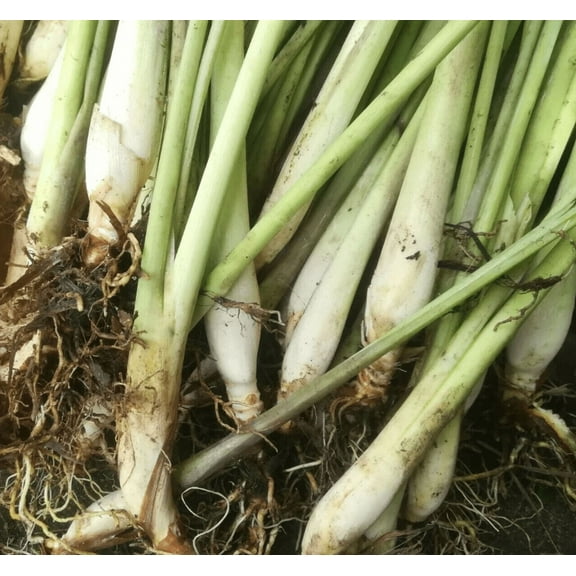 Pack 8 Lemongrass Plants Well Rooteds Lemon Grass Herbs Cymbopogon Citratus Plugs 4-7"Tall