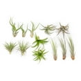 thumbnail image 1 of Pack of Classic Air Plants Variety - Live Succulent House Plants - Available in Wholesale and Bulk - Home and Garden Decor - Easy Care Indoor and Outdoor Plants (Pack of 12), 1 of 12