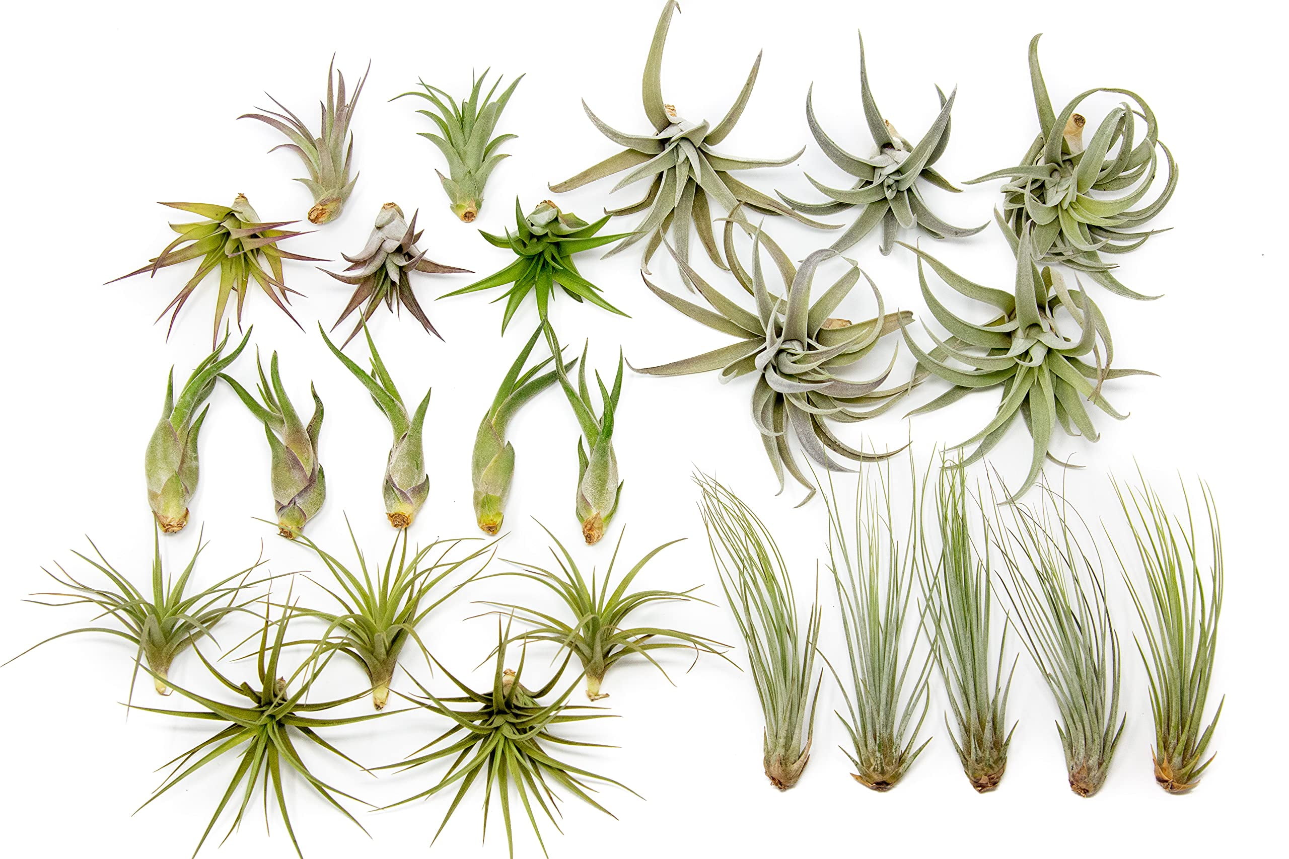 Pack of Classic Air Plants Variety - Live Succulent House Plants - Available in Wholesale and Bulk - Home and Garden Decor - Easy Care Indoor and Outdoor Plants (Pack of 25)