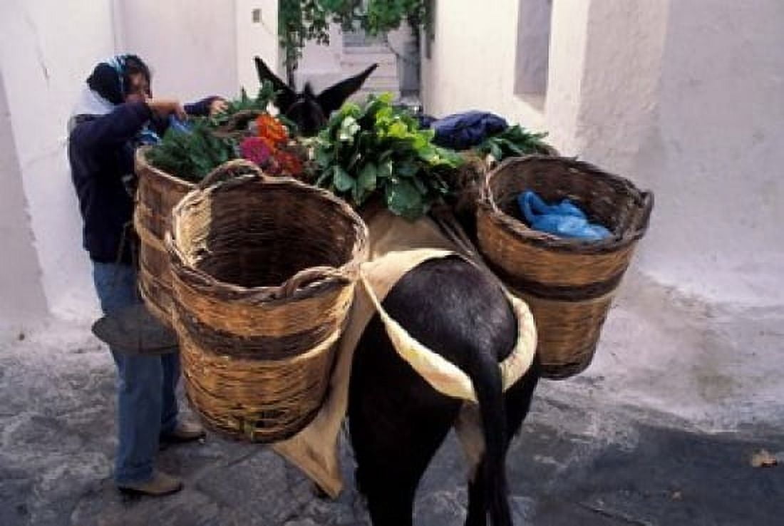 Pack Mule at Market Santorini Greece Canvas Art - Keren Su DanitaDelimont (35 x 24)