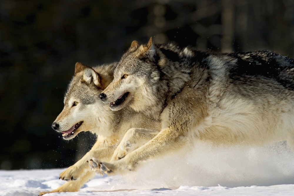 Pack Of Grey Wolves Running Through Deep Snow Captive Ak Se Winter Composite Canvas Art - John Hyde  Design Pics (17 x 11)