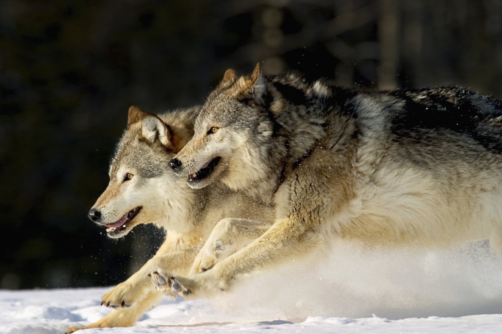 Pack Of Grey Wolves Running Through Deep Snow Captive Ak Se Winter Composite Canvas Art - John Hyde Design Pics (34 x 22)