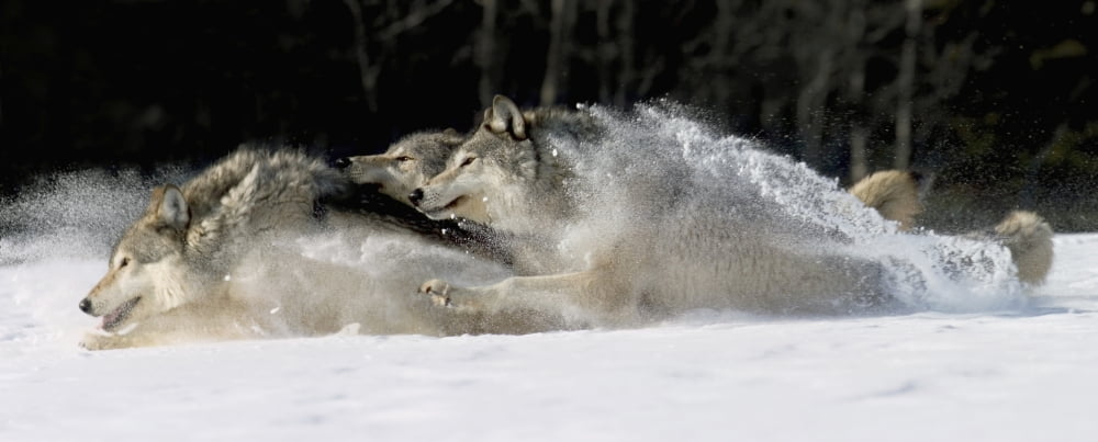 Pack Of Grey Wolves Running Through Deep Snow Captive Ak Se Winter Composite Canvas Art - John Hyde Design Pics (42 x 16)