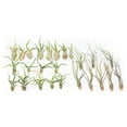 Pack of Wild Ones Air Plants Tillandsia Caput Medusae, Butzii