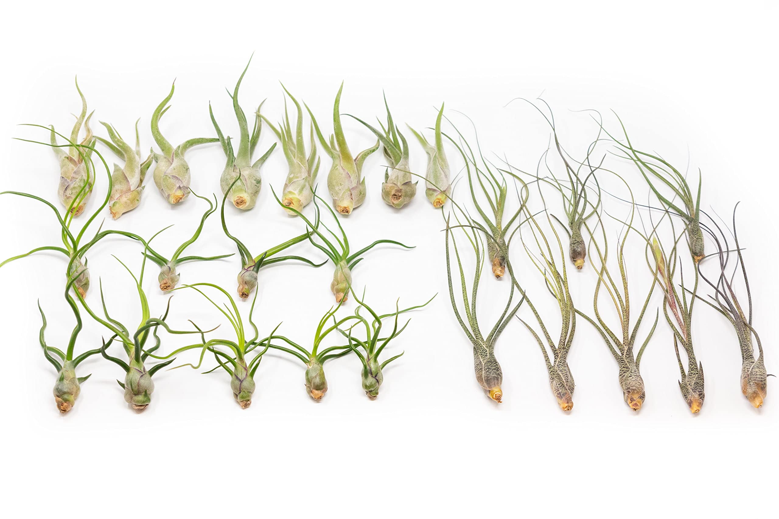 Pack of Wild Ones Air Plants -Tillandsia Caput Medusae, Butzii & Bulbosa Guatemala - Available in Wholesale and Bulk - Home and Garden Decor- Easy Care Indoor and Outdoor Plants (Pack of 25)