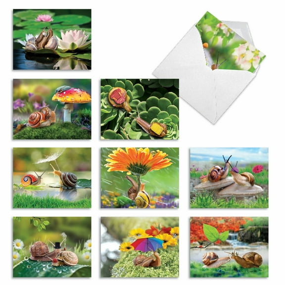 Pack of 10 All Occasion Blank Cards with Envelopes (4 x 5.12 Inch) - A SNAIL'S PACE