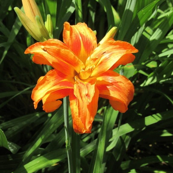 Pack of 10 Double Orange Bloom Daility Roots, Bright Orange Flowers for Outdoor Garden