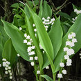 thumbnail image 1 of Pack of 10 Lily of The Valley Roots, Dormant, Fragrant White Blooms for Zones 2-8, 1 of 5