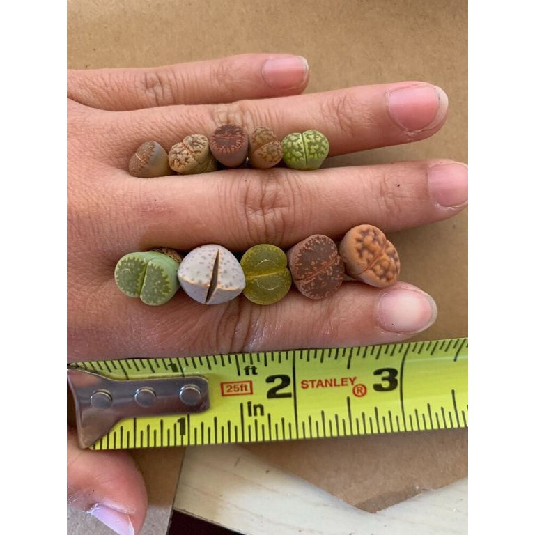 Imported Living Stone Lithops Succulent Plant Imported Living Stone Lithops Succulent Plant