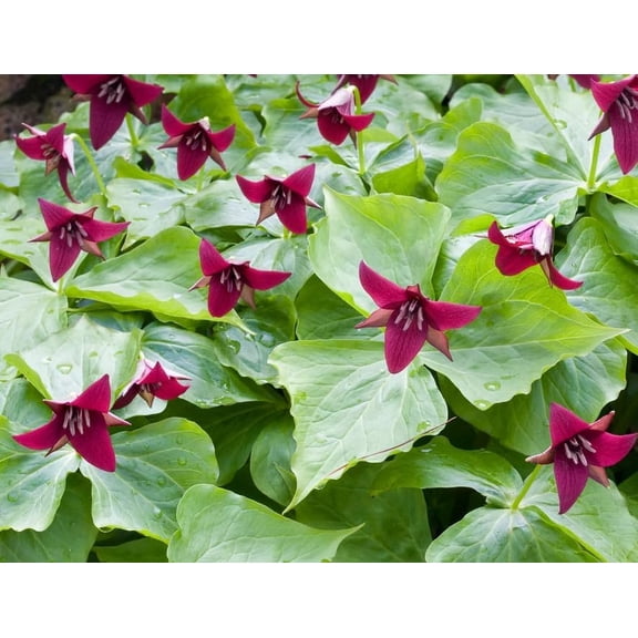 Pack of 10 Red Trillium Bulbs for Planting, Wood Lily Bulbs Trillium Erectum Flowers Tubers, Large Bulb, Partial Shades