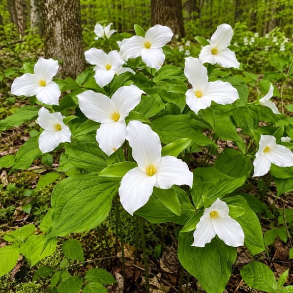 Pack of 10 White Trillium Bulbs for Planting, Wood Lily Bulbs Big Flowers Trillium Graniflorium Tubers, Large Bulb, Partial Shades