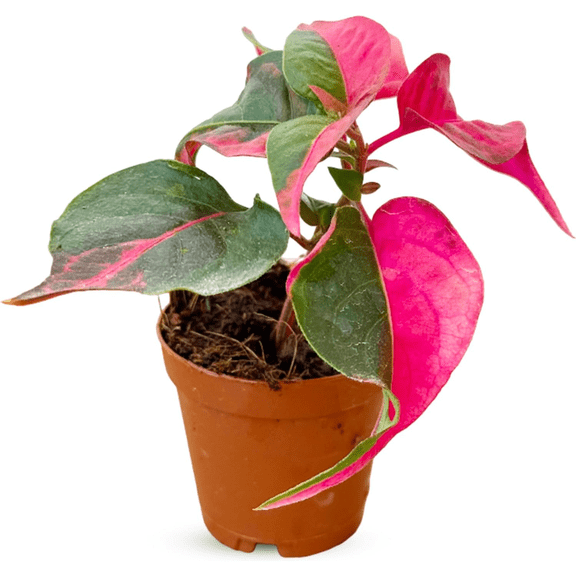 Pack of 2 Alternanthera Part Time Live Starter Plants, Party Time Alternanthera, Tropical House Plants, 4 to 6 Inch Tall, No Ship Pot