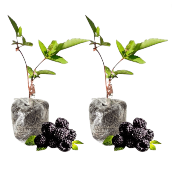 Pack of 2 Arapaho Thornless BlackBerry Live Plants, Rare Thornless Black Berry Plants for Planting, Fruit Tree, 4-8 Inch Tall, No Ship Pot
