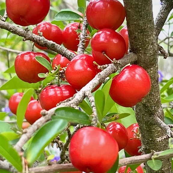 Pack of 2 Barbados Cherry Live Plant, Sweet Tropical Fruit Tree, 4-7 inches in Height for Growing