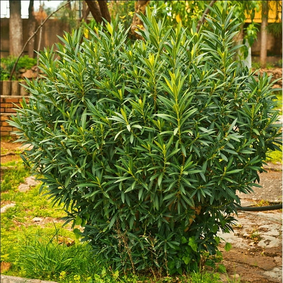 Pack of 2 Bay Laurel Live Starter Plants for Planting, Sweet Bay Laurel Trees, Laurus Nobilis Plant, Bay Leaf Tree Plant, 4-8 Inch Tall, No Ship Pot