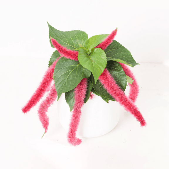 Pack of 2 Chenille Firetail Acalypha Live Starter Plants, Unique Red Fuzzy Blooms, Firetail Chenille Plants, 4 to 8 Inch Tall, No Ship Pot