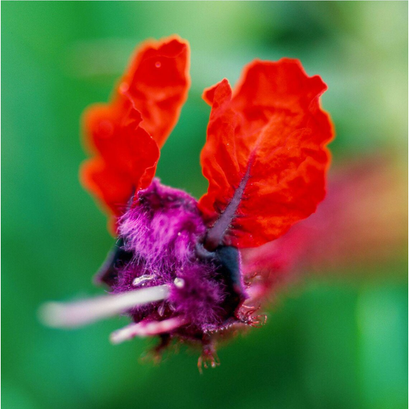 Pack of 2 Cuphea Bat Face Live Starter Plants for Planting, Cuphea llavea, Unique Red & Purple Bat Flowers, 4 to 6 Inch Tall, No Ship Pot