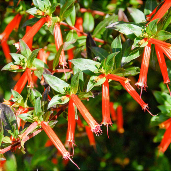 Pack of 2 Cuphea David Verity Live Starter Plant for Planting, Large Cigar Plant, Orange Firecracker Flower, 4 to 6 Inch Tall, No Ship Pot