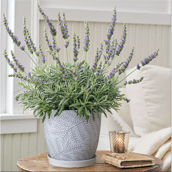 Pack of 2 Godwin Creek Lavender Live Starter Plants, Lavandula Intermedia Seedlings Gray Lavender Plants, 4 to 6 Inch Tall, No Ship Pot