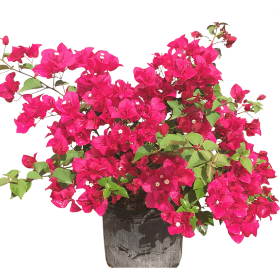 Pack of 2 Juanita Hatten Bougainvillea Live Starter Plants for Planting, Vibrant Pink Blooms, Hardy Flowering Vine, 4-8 Inch Tall, No Ship Pot