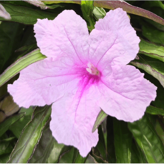 Pack of 2 Katie's Dwarf Pink Ruellia Live Starter Plants for Planting, Mexican Petunia Plants, Pink Flowers, 4 to 9 Inch Tall, No Ship Pot