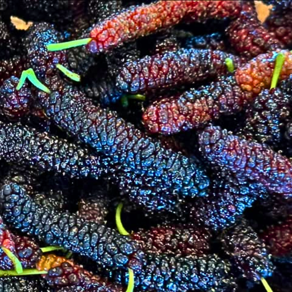 Pack of 2 Mulberry Live Plant, Sweet Dark Mulberry Plant, Long Fruit Variety, 4-7 inches Tall for Growing