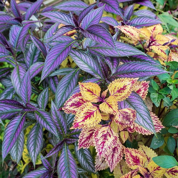 Pack of 2 Persian Shield Live Plants Royal Purple Foliage Plant Strobilanthes Dyeriana Tropical Ornamental Plant 4 to 6 Inch Tall