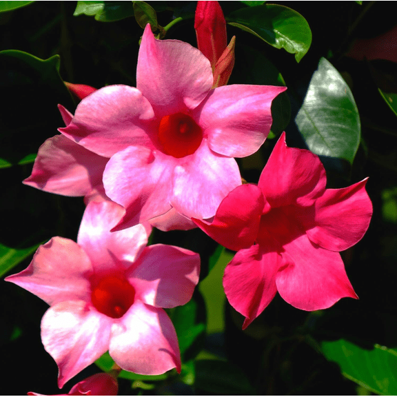 Pack of 2 Pink Mandevilla Live Starter Plants for Planting, Hot Pink Rocktrumpet Vine, Mandevilla Vine Plant, 4 to 6 Inch Tall, No Ship Pot
