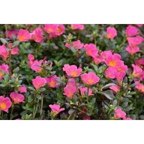 Pack of 2 Pink Portulaca Live Plants Moss Rose Purslane Ground Cover Plant, 4-9 Inch Plants