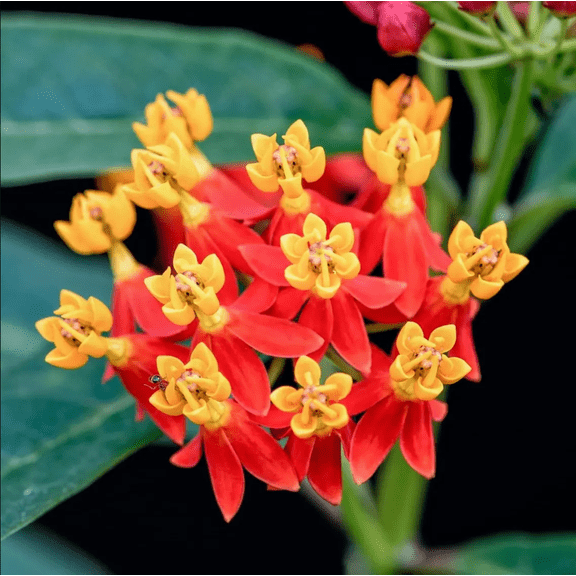 Pack of 2 Red Milkweed Live Starter Plants for Planting, Asclepias Curassavica Plant, Scarlet Milkweed, Tropical Milkweed, 4-9 Inch Tall, No Ship Pot