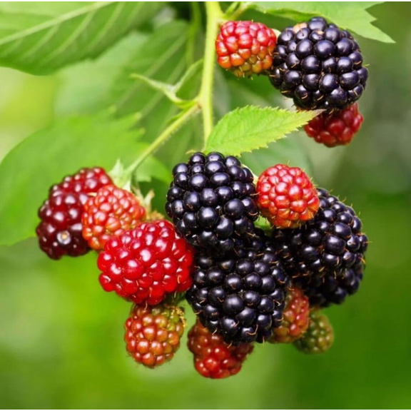 Pack of 2 Triple Crown Thornless Blackberry Live Plants, Blackberry Bush, Sweet Berry Stater Plant, Rubus Fruit Tree, 4-8 Inch Tall, No Ship Pot