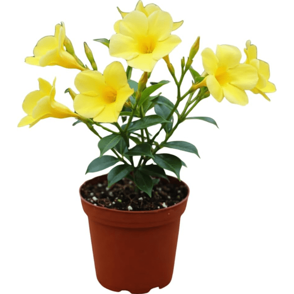 Pack of 2 Yellow Mandevilla Live Starter Plants for Planting, Rare Yellow Rocktrumpet Vine - Tropical Dipladenia, 4 to 6 Inch Tall, No Ship Pot