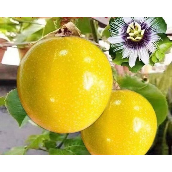 Pack of 2 Yellow Passion Fruit Plant Passiflora Edulis Edible Passion Fruit Passionfruit Tree Passion Fruit Plant 5-7"Tall