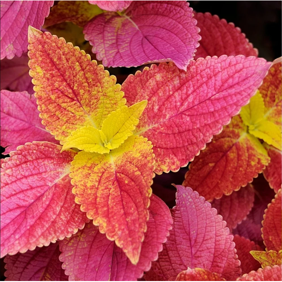 Pack of 3 Alabama Sunset Coleus Live Starter Plant for Planting, Rare Fast Growing Plants, Multicolored Bloom, 4-8 Inch Tall, No Ship Pot