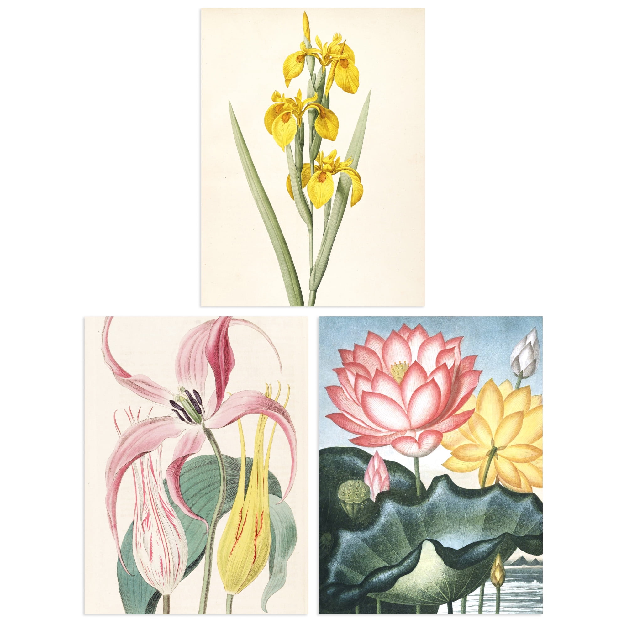 Pack of 3 Audubon Style Vintage Floral Yellow and Pink Flower Blooms ...
