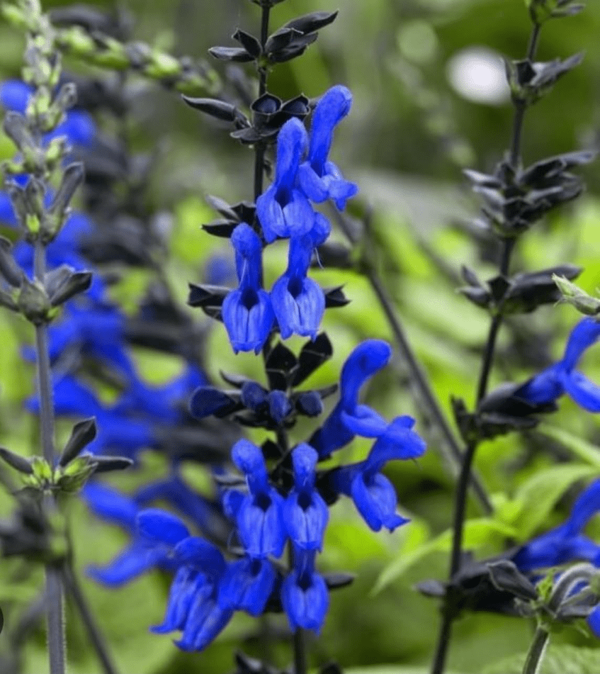 Pack of 3 Black and Blue Salvia Live Starter Plants, Tender Perennial Herb Attract Hummingbirds Plant, 3 to 6 Inch Tall, No Ship Pot
