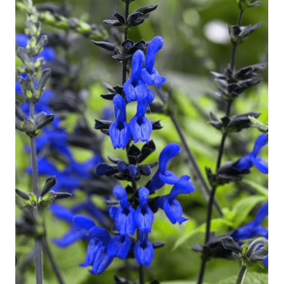 Pack of 3 Black and Blue Salvia Live Starter Plants, Tender Perennial Herb Attract Hummingbirds Plant, 3 to 6 Inch Tall, No Ship Pot