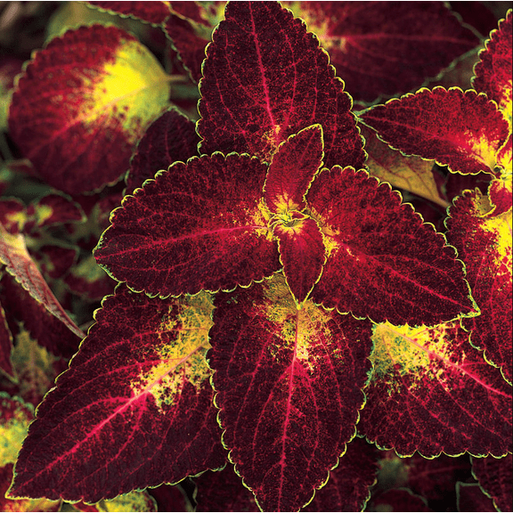 Pack of 3 Dipt In Wine Coleus Live Starter Plant for Planting, Vibrant Magenta Dark Red Foliage, 4-8 Inch Tall, No Ship Pot