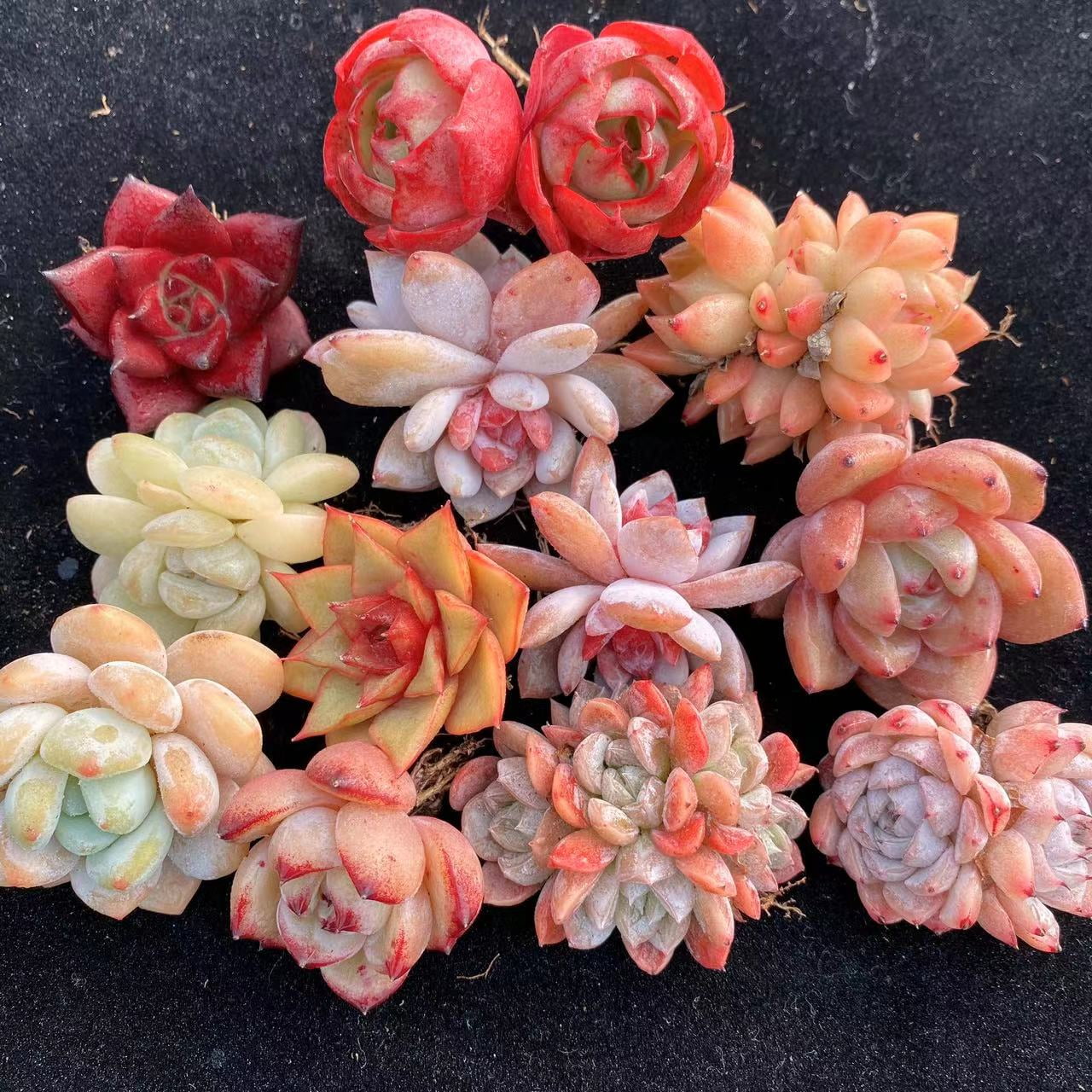 Pack of 3 Exquisitely Assorted Succulents with Established Roots | Gift Box | Beginner Friendly | Succulent Propagation | Live Plants | DIY Projects