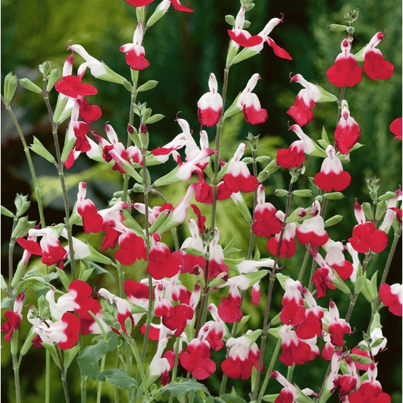 Pack of 3 Hot Lips Salvia Live Starter Plants, Colorful Perennial Flowering Herb for Gardens, 3 to 6 Inch Tall, No Ship Pot
