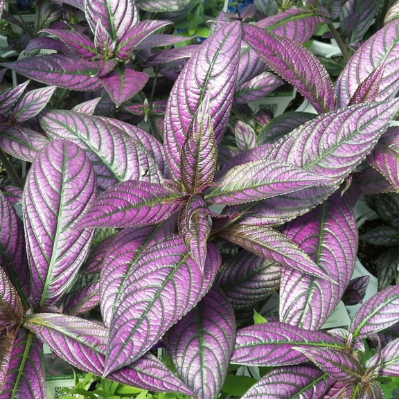 Pack of 3 Persian Shield Live Plants Royal Purple Foliage Plant Strobilanthes Dyeriana Tropical Ornamental Plant 4 to 6 Inch Tall