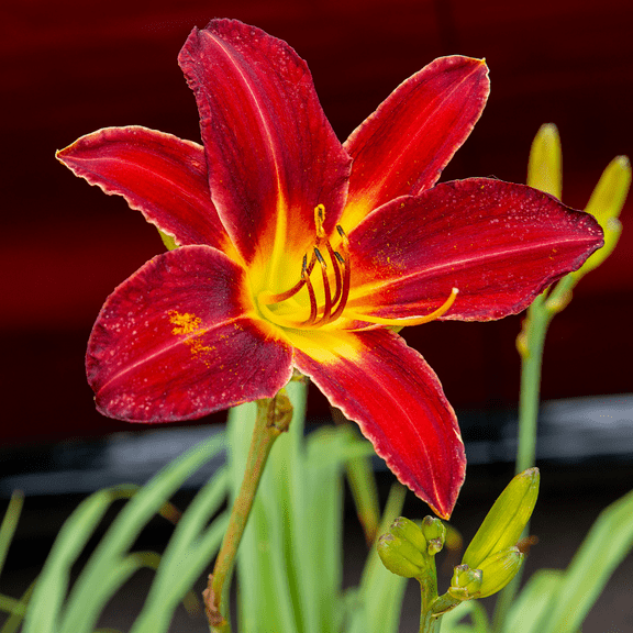 Pack of 3 Red Volunteer Daylily Live Plants, Red Flowers in Summer for Planting