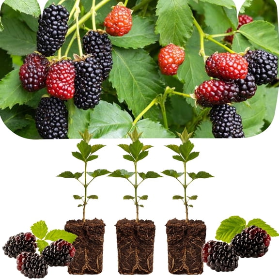 Pack of 3 Thornless Boysenberry Plants, 46 Inches Tall, Sweet Edible Berry Plants, Well-Rooted, Ready to Grow Outdoors