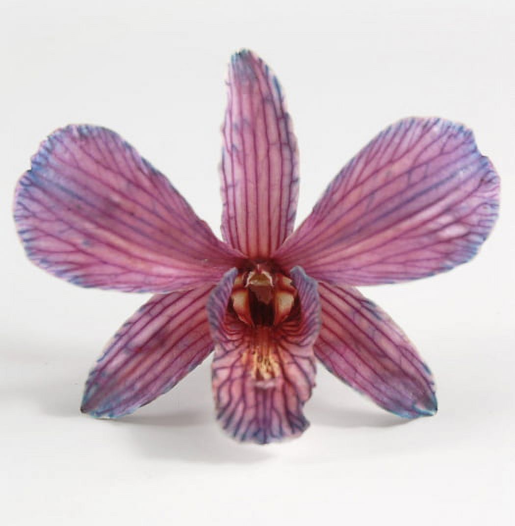 Pack of 30 Freeze Dried Orchids Purple Violet Butterfly (30 Flowers) 2.5in. Wide Freeze Dried