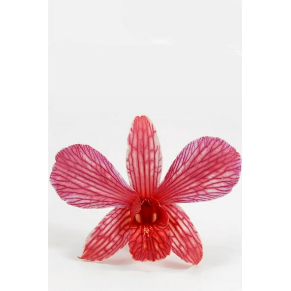 Pack of 30 Preserved Cherry Red Orchid Flowers 3in. Wide