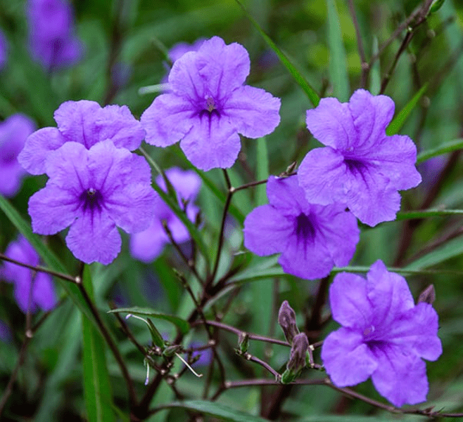 Pack of 4 Katie's Dwarf Blue Ruellia Live Starter Plants for Planting, Mexican Petunia Plants, Purple-Blue Flowers, 4 to 9 Inch Tall, No Ship Pot
